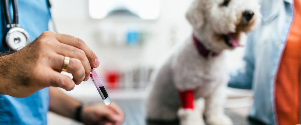 Early Detection: The Benefits of Routine Blood Work for Dogs