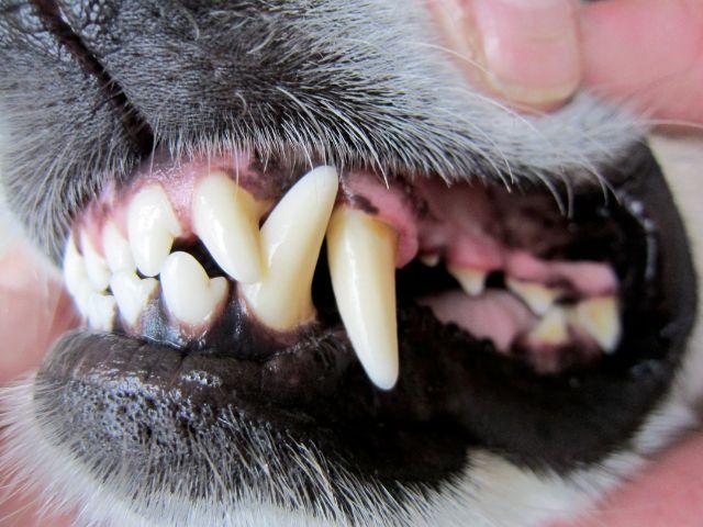 Dental Services at Owings Mills Veterinary Center
