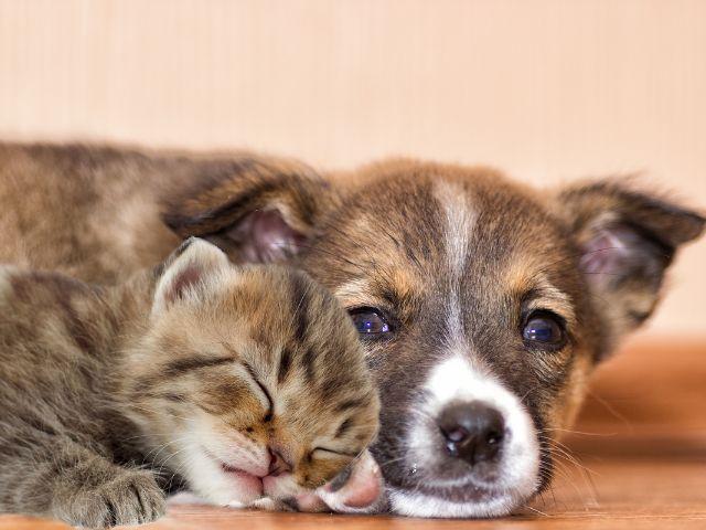 Puppy and Kitten Services at Owings Mills Veterinary Center