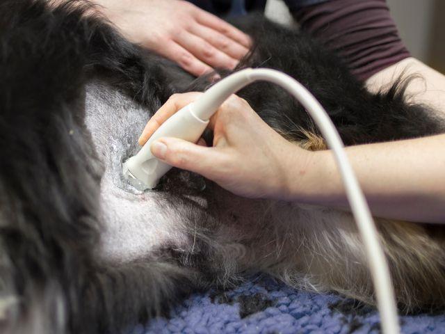 Pet Ultrasound at Owings Mills Veterinary Center