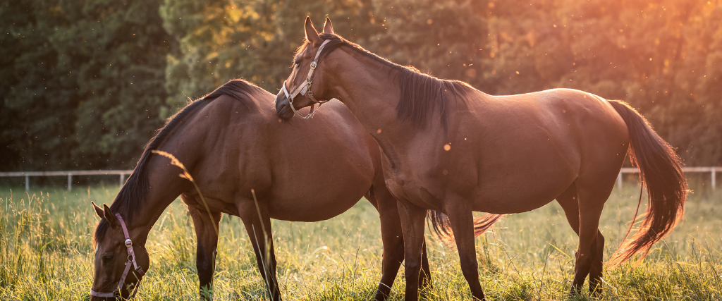 What to Expect When Your Mare is Expecting a Foal